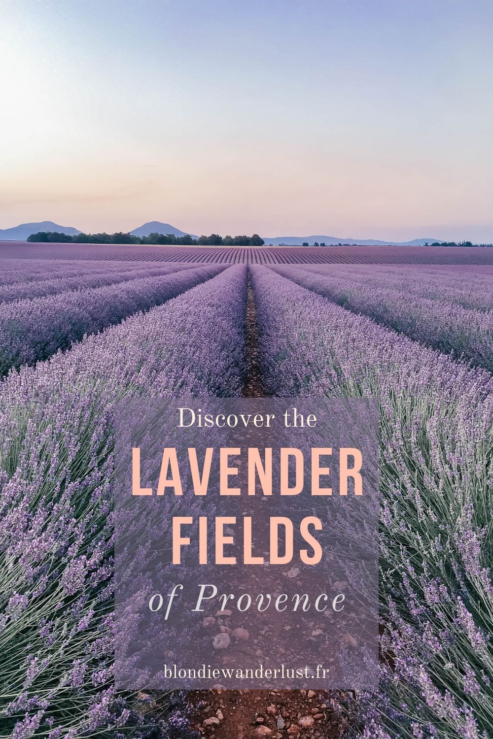 Discover the lavender fields of Provence, the ultimate guide