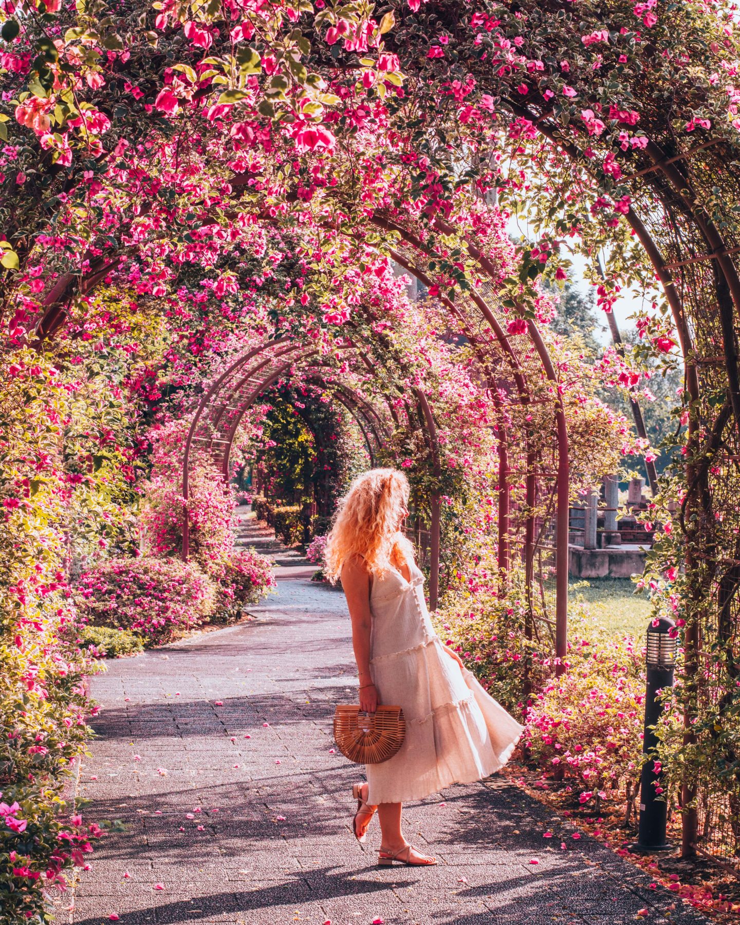 Blooming bougainvilleas arch in the Japanese Cemetery Park, Singapore