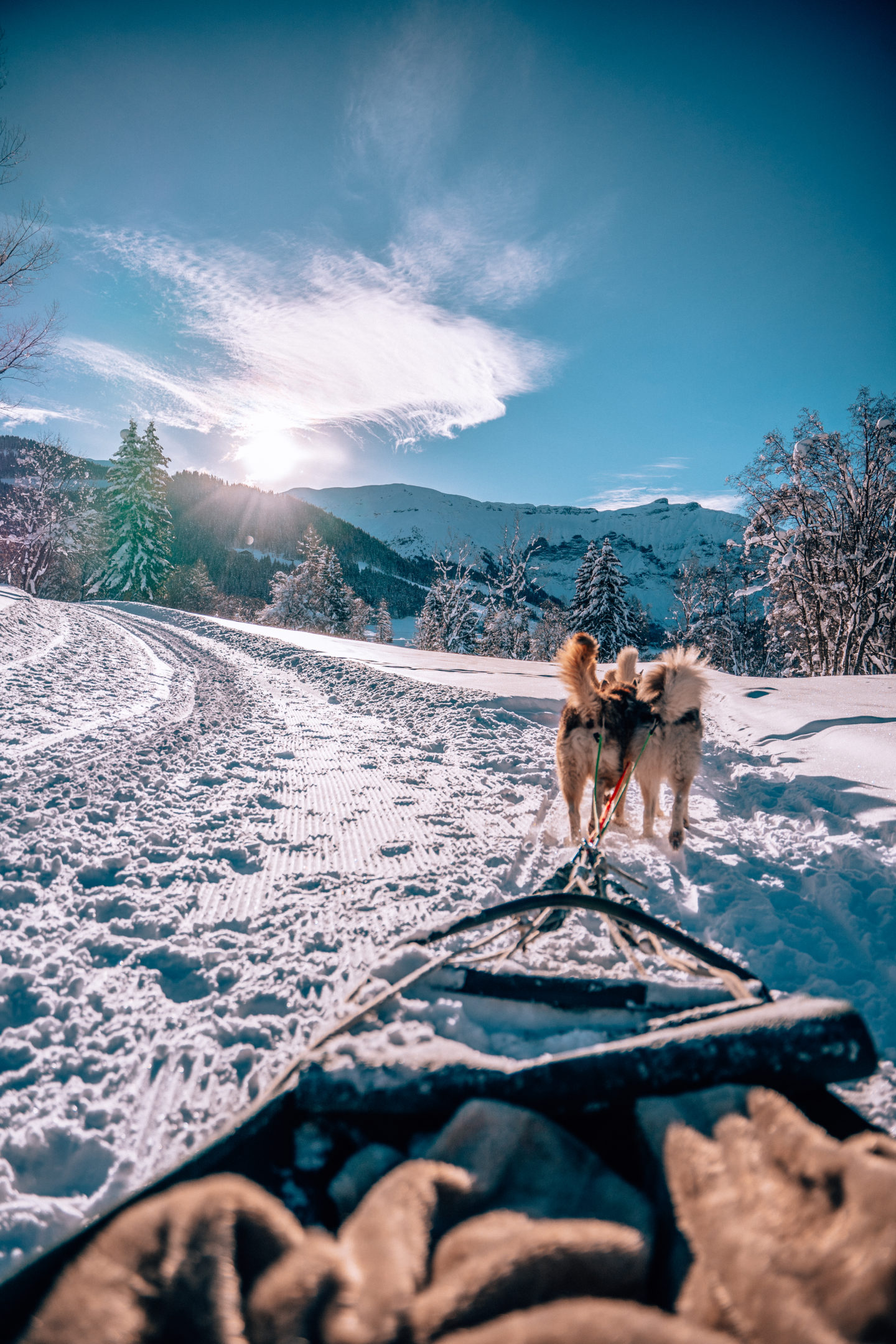 Dog sledding magical views